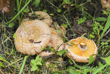 Saffron milk caps