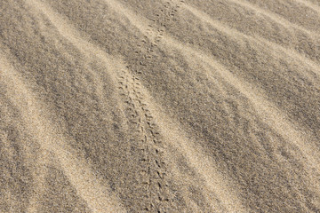 Fototapeta na wymiar Small grooves in the sand made of beetles