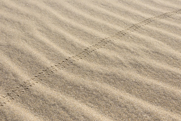 Fototapeta na wymiar Small grooves in the sand made of beetles
