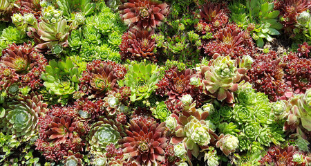 Hauswurz, Dachwurz, Sempervivum, tectorum