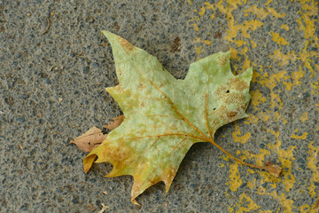 Green autumn leaf background