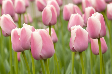 beautiful pink closed tulips blooming in the field