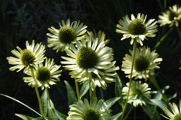 Scheinsonnenhut, Green Edge, Sonnenhut, Echinacea, purpurea