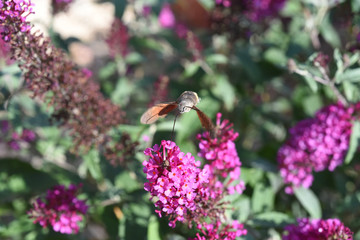 Taubenschwaenzchen, Macroglossum, stellatarum