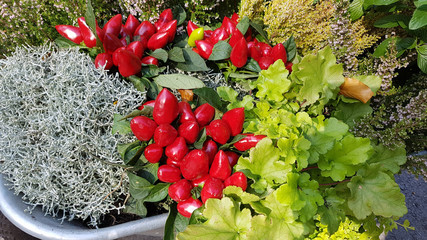 Stacheldrahtpflanze, Zierpaprika, Herbstgesteck