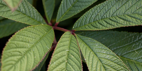 beautiful branch with a pattern of veins on the leaves
