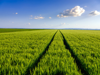 Green wheat field, agricultural landscape.
