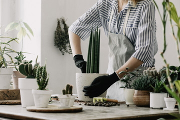 Woman gardeners hand transplanting cacti and succulents in cement pots on the wooden table. Concept of home garden.