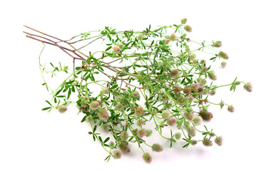 Trifolium Arvense Herbal Plant. Also Hare's-Foot, Rabbitfoot, Stone or Oldfield Clover. Isolated on White Background.