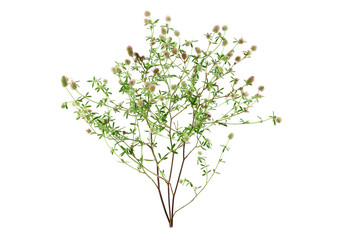 Trifolium Arvense Herbal Plant. Also Hare's-Foot, Rabbitfoot, Stone or Oldfield Clover. Isolated on White Background.