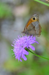 Kleines Ochsenauge, auf Wiesenwitwenblume sitzend