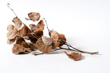 Autumn dried branch with dried leaves