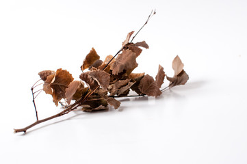 Autumn dried branch with dried leaves