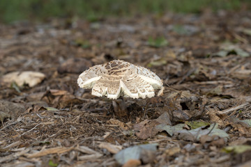 A Lonely Mushroom