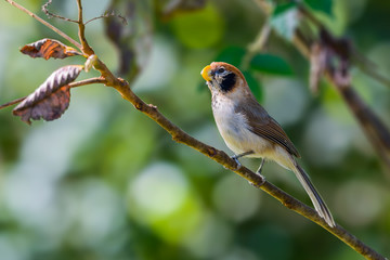 Spot-breasted Parrotbill or Paradoxornis guttaticollis, beautiful brown bird perching on branch with green background at Doi sun juh, Thailand.