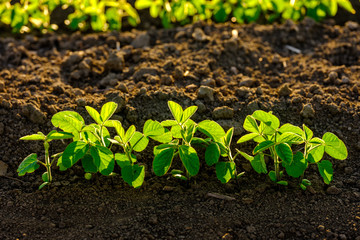 Green ripening soybean field, agricultural landscape