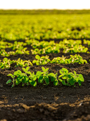 Green ripening soybean field, agricultural landscape