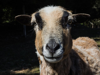 Brown goat portrait