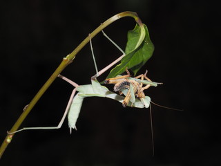 Indische Gottesanbeterin - Hierodula membranacea