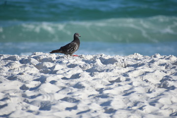 bird on white sandy beach