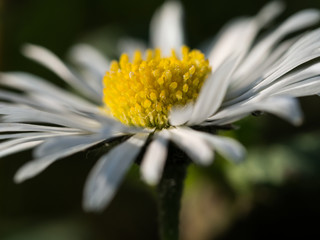 Annual daisy macro © Sabine Se