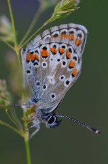 Bläuling in Schlafposition