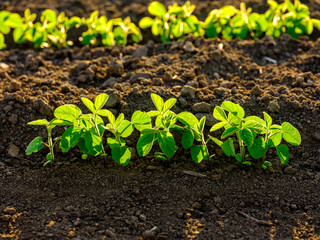 Green ripening soybean field, agricultural landscape