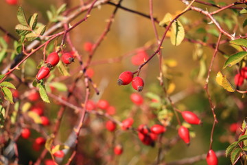 Rosa canina