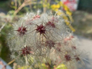 macro detail of an autumn hairy plant