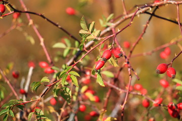 Rosa canina