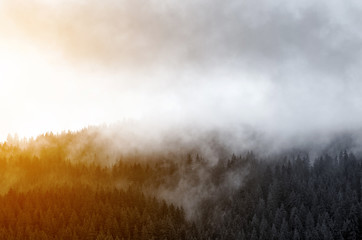 mist and sunrise over pine trees in the forest . Carpathian
