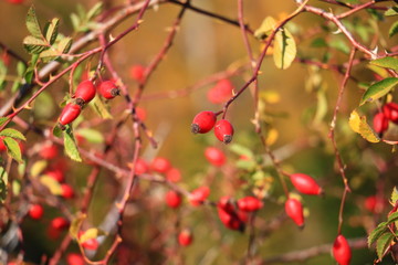 Rosa canina