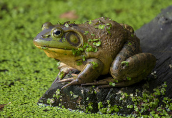 Bullfrog