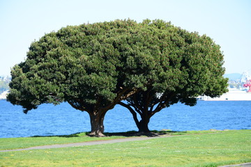 Fototapeta premium Double Tree