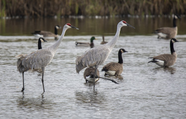 Sandhill Cranes