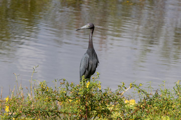 Little blue heron standing upright by a canal