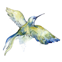 Obraz premium Sky bird colorful colibri in a wildlife by watercolor style isolated. Wild freedom, bird with a flying wings. Aquarelle bird for background, texture, pattern, frame, border or tattoo.