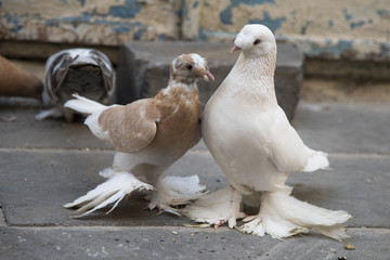 Pigeon, Mardin, Turkey