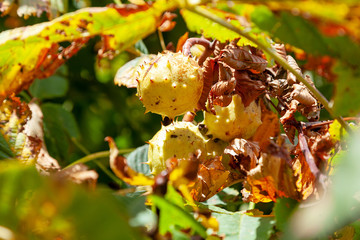 Kastanien am Baum