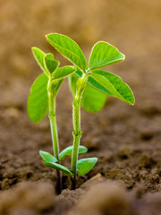 Green ripening soybean field, agricultural landscape