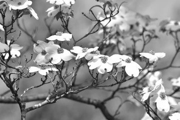 Flowers are Not Always Color