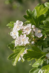 Blüten und Blätter des Eingriffeligen Weißdorns (Crataegus monogyna)