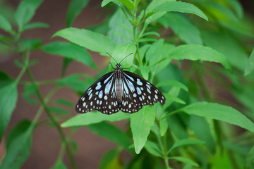 The blue spotted milkweed butterfly sitting on the flower plants in a nice green background