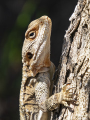 a roughtail rock agama lizard climbing a tree with deeply textured bark on a dark green background