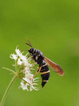 Kleiner Pappelglasfl&uuml;gler - Paranthrene tabaniformis 