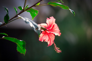Beautiful Hibiscus flower hanging from the plant in the garden seen in a soft blurry background