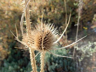 dry thistle in autumn season