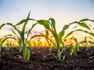 Green corn maize plants on a field. Agricultural landscape
