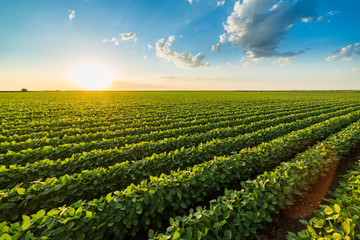 Fototapeta na wymiar Green ripening soybean field, agricultural landscape
