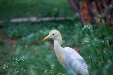 Cattle Egret in the garden in its natural habitat.